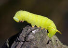 Poplar Hawk-moth