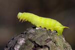 Poplar Hawk-moth