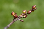 Populus tremula