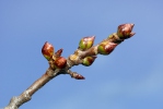 Populus tremula