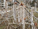 Populus tremula