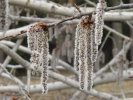 Populus tremula