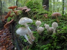 Porcelain Fungus