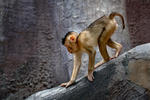 Porkovosta makako