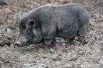 Pot-bellied Pig