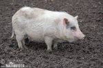 Pot-bellied Pig