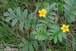 Potentilla anserina