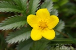 Potentilla anserina