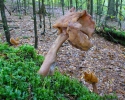 Pouched False Morel