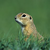 Pouched Marmot