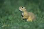 Pouched Marmot