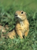 Pouched Marmot