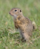 Pouched Marmot