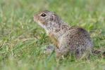 Pouched Marmot