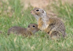 Pouched Marmot