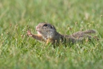 Pouched Marmot