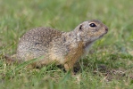 Pouched Marmot