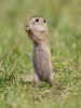 Pouched Marmot