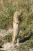 Pouched Marmot