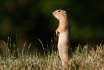 Pouched Marmot