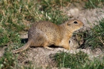 Pouched Marmot