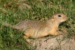 Pouched Marmot