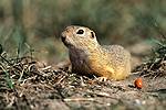 Pouched Marmot