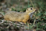 Pouched Marmot