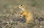 Pouched Marmot