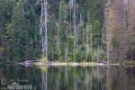 Prášilské jezero - Lake