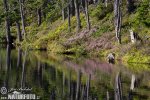 Prášilské jezero - Lake