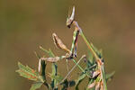 Praying Mantid