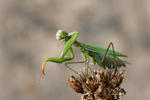 Praying Mantis