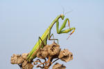 Praying Mantis