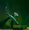 Praying Mantis