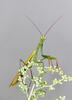 Praying Mantis