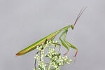 Praying Mantis