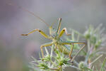 Predatory Bush Cricket