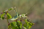 Predatory Bush Cricket