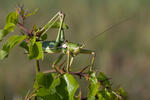 Predatory Bush Cricket