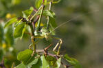 Predatory Bush Cricket