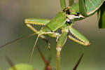 Predatory Bush Cricket