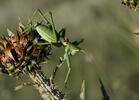 Predatory Bush Cricket