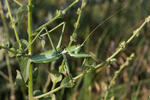 Predatory Bush Cricket