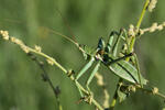 Predatory Bush Cricket