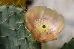 Prickly Pear