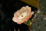 Prickly Pear