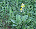 Primula odorosa