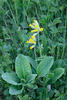 Primula veris