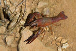 Procambarus clarkii